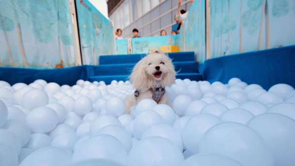 萌寵嘉年華會(huì)展活動(dòng)上歡聲一片，萌寵們更是釋放了束縛放開玩