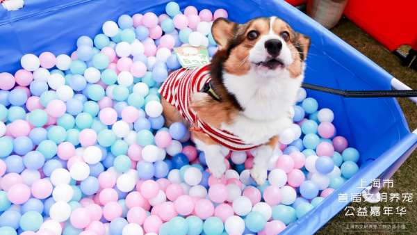 魔都寵物嘉年華活動(dòng)策劃，各大萌寵治愈力真的超級(jí)MAX！